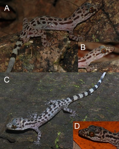 Cyrt_rosichonariefi1