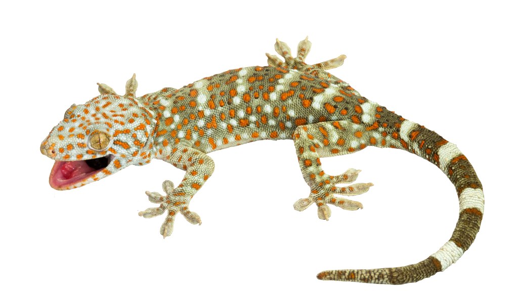 Gekko gecko